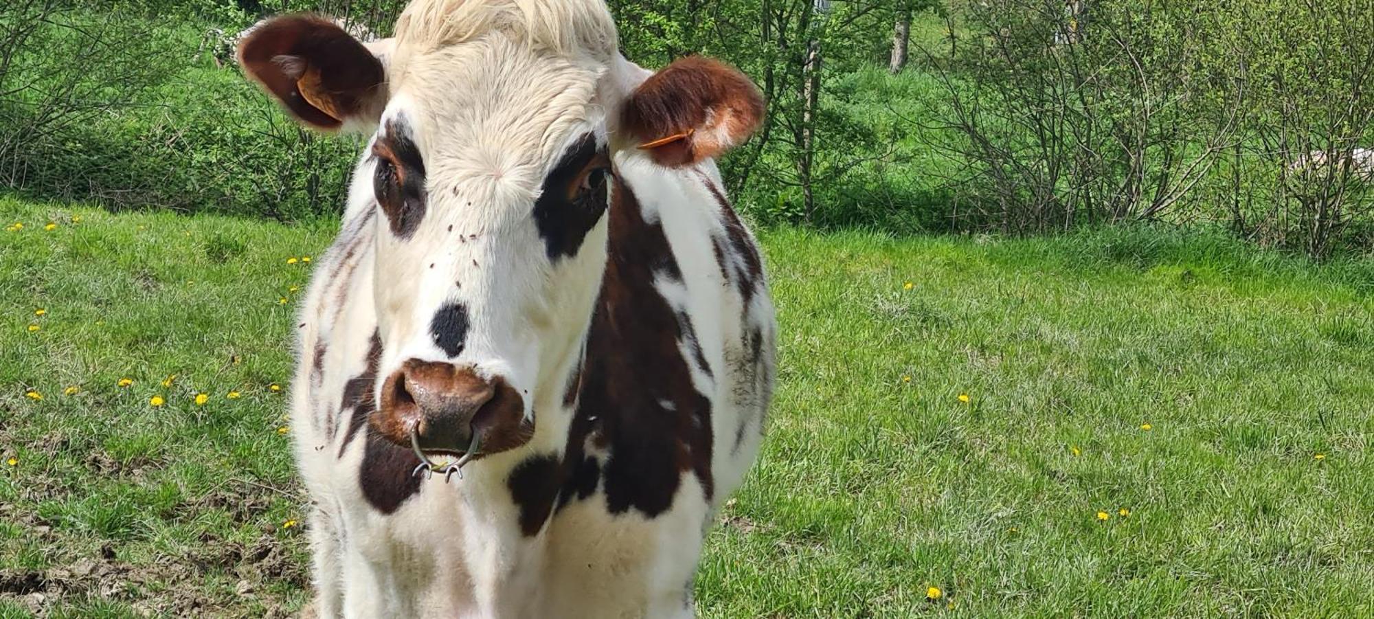 Roulotte A La Ferme Buissonniere Villa La Lande-de-Louge Kültér fotó